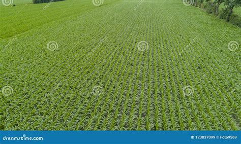 Drone Flight and Aerial View Over a Corn Field Stock Image - Image of green, season: 123837099