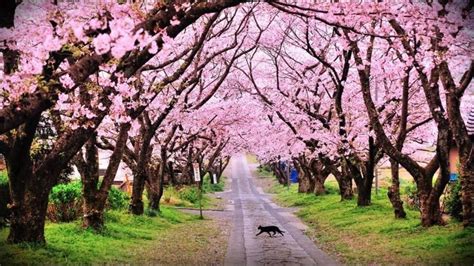 7 places to see cherry blossoms in India - Local Samosa