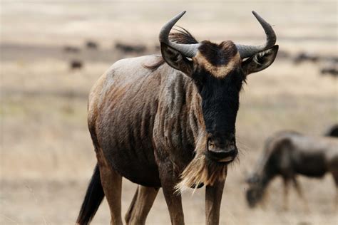 Wildebeest wallpapers, Animal, HQ Wildebeest pictures | 4K Wallpapers 2019