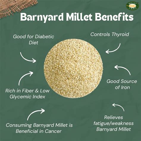 Barnyard Millet Grains Organic 500gm | Barnyard Millet - Millet Amma