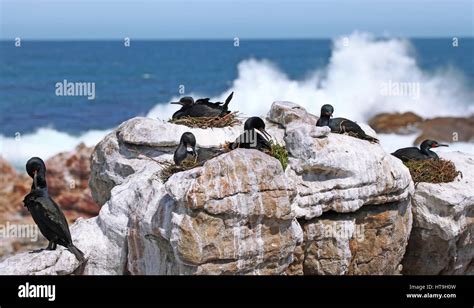 Cape cormorants, South Africa Stock Photo - Alamy