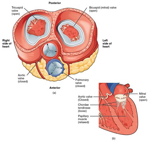 Art Labeling Activity Heart Valves