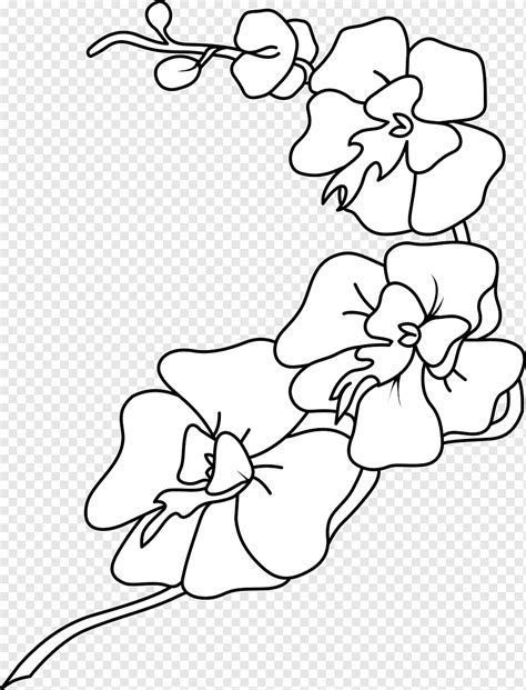 Orchids Drawing Black and white, Orchid white, angle, white, hand png | PNGWing