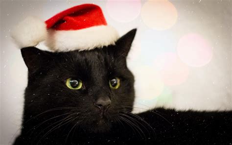 Christmas Kitten Black Wallpapers - Wallpaper Cave