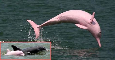 Rare Pink Dolphin Gave Birth to Another Pink Baby and There are Now Higher Chances of Them ...