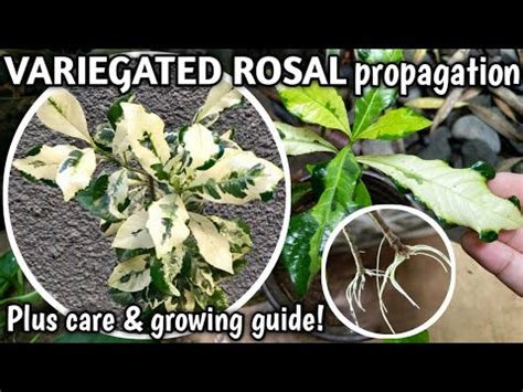 VARIEGATED ROSAL PROPAGATION + CARE & GROWING GUIDE | How To Propagate Gardenia | Rare Rosal ...