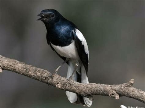 burung hitam putih ekor panjang - AmytaroRollins