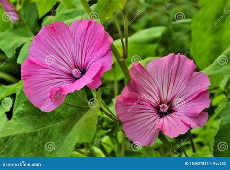 Beautiful Flowers of Pink Lavatera, or Annual Mallow in Garden Stock ...