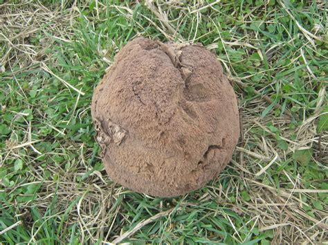 Fungus Ball near Bradbourne, Derbyshire | Strange ball of fu… | Flickr