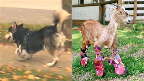 Prosthetics Changed Everything For These 8 Amazing Animals | LittleThings.com