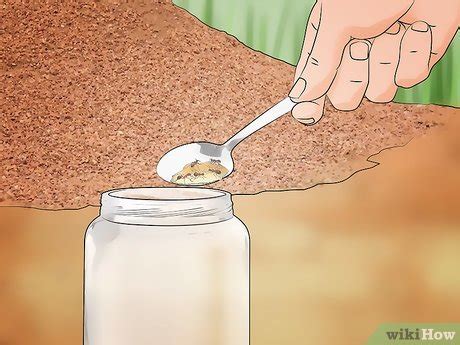 How to Build an Ant Farm: Easy DIY Guide