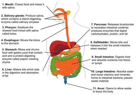 The Digestive System – Human Nutrition