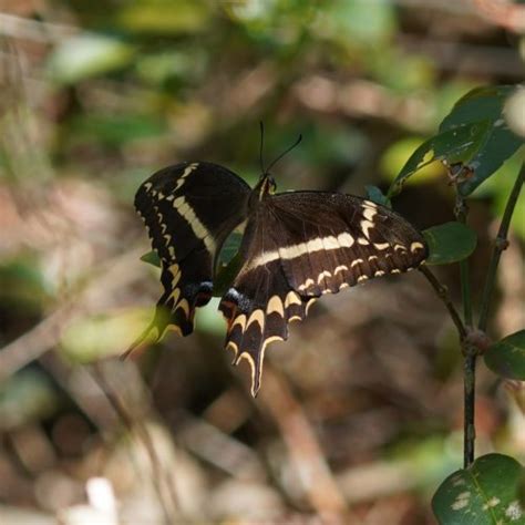 Tell Me About: Schaus Swallowtail – Thompson Earth Systems Institute