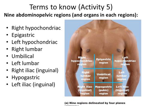 Epigastric Organs