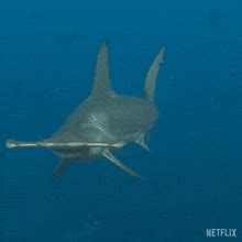 Hammerhead Shark GIF - Hammerhead Shark - Discover & Share GIFs