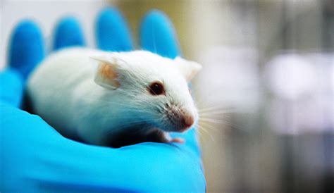 New research: Mouse study reveals a new way stress hormones affect our immune system - UBC ...