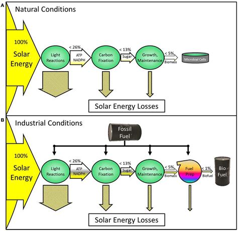 Frontiers | Photosynthetic Constraints on Fuel from Microbes ...