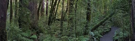 Waipoua Forest Trails [CLOSED]: 8 Reviews, Map - Northland, New Zealand | AllTrails