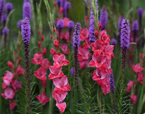 Late Summer Flower Bulbs Hit Their Stride - Longfield Gardens