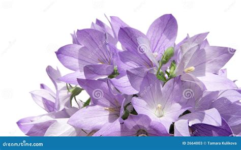 Bellflower bouquet stock image. Image of growth, blue - 2664003