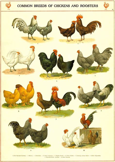 an old book with different types of chickens and roosters on it's cover