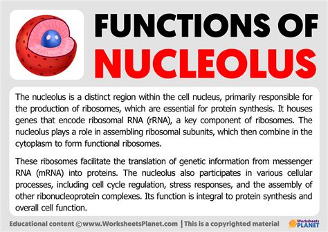 Functions of Nucleolus