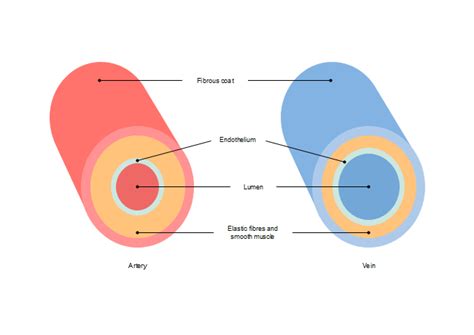 Free Artery Vein Diagram Templates