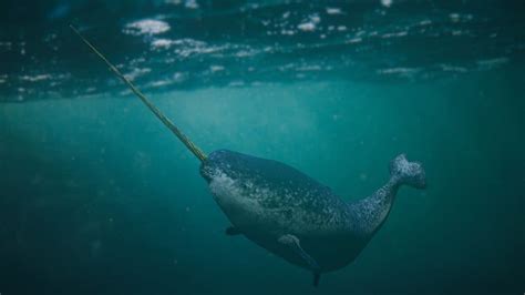 Baby Narwhal: 10 Incredible Narwhal Fact & Incredible Pictures - A-Z Animals