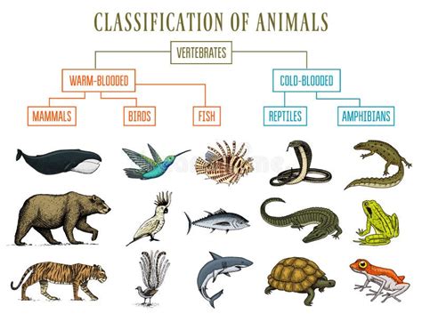 Classification of Animals. Reptiles Amphibians Mammals Birds. Crocodile ...