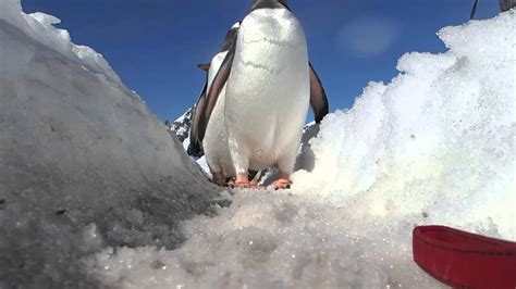 Penguins are walking in Antarctica - YouTube