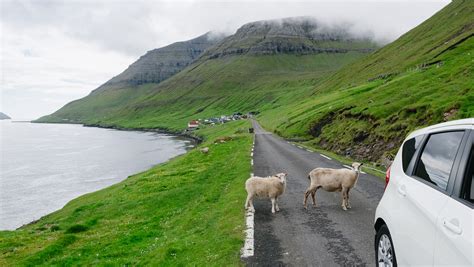 Faroe Islands Sheep Photography & Interesting facts about the sheep ...