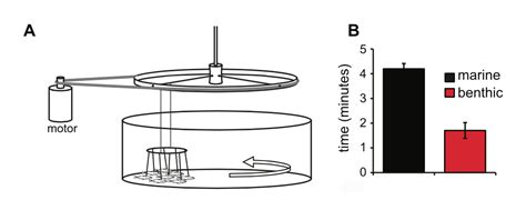 Schooling Behavior of Stickleback Fish from Different Habitats | HHMI ...