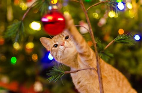 15 Cute and Affordable Cat Christmas Tree Ornaments | POPSUGAR UK Pets