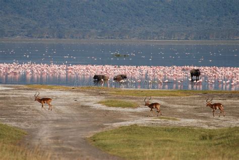 Wildlife on Lake Nakuru stock photo. Image of great, wildlife - 13327982