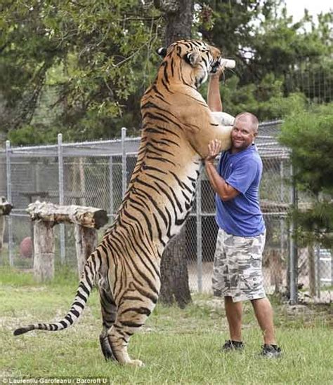 Things Out Of The Ordinary: Top 7 Biggest Wild Cats in the World