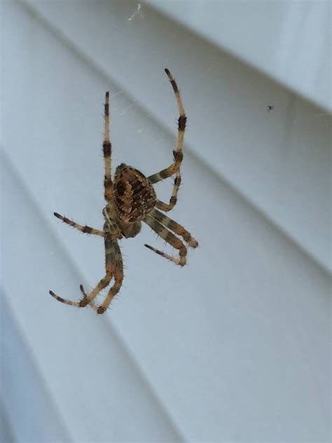 Wolf Spider? Northeast Ohio : spiders