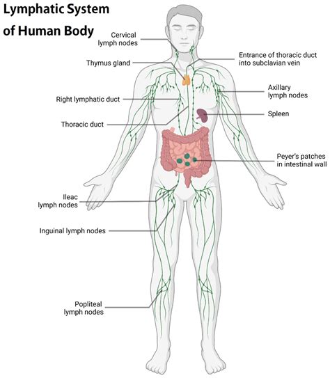 Lymphatic System Structure And Function