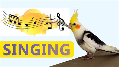 Cockatiel Singing Sounds and Talking | Cockatiel bird Singing training ...