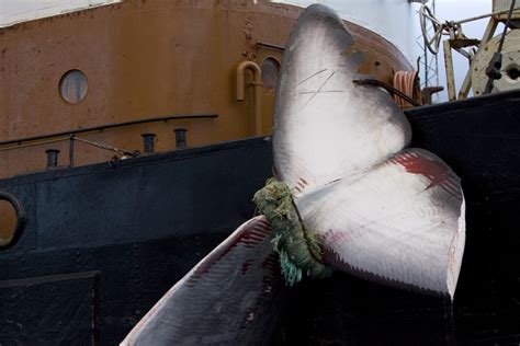 World's Top 10 Whaling Countries after Japan Ban