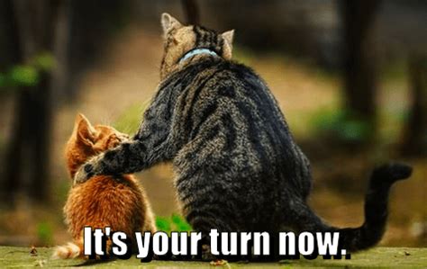 It's your turn now. - Lolcats - lol | cat memes | funny cats | funny cat pictures with words on ...