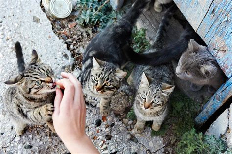 What to Do with a Feral Cat Colony - Everything you Need to Know