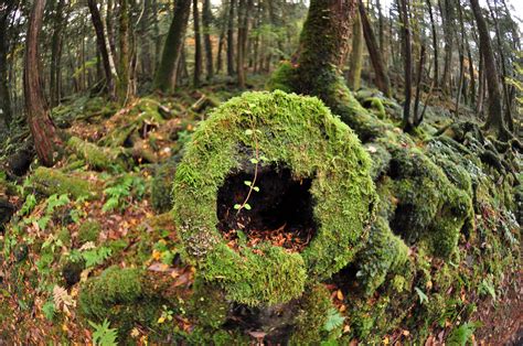 Aokigahara Forest, 11/2016 | Aokigahara forest, Aokigahara, Beautiful places