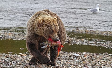 Grizzly Bear with a Sockeye Salmon : r/natureismetal