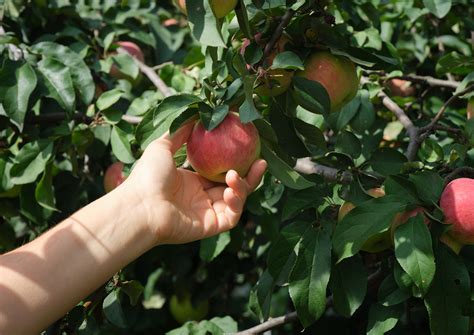 The Ultimate Guide to Apple-Picking in Pennsylvania — PA Eats