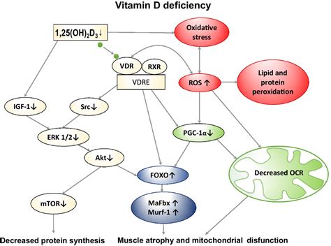 The graphical abstract of the vitamin D action in the skeletal muscle ...