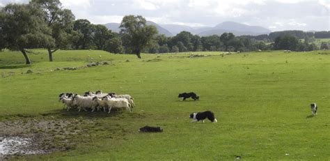 Demonstration of Sheep Herding Dogs, Inverness, Scotland - Travel Photos by Galen R Frysinger ...