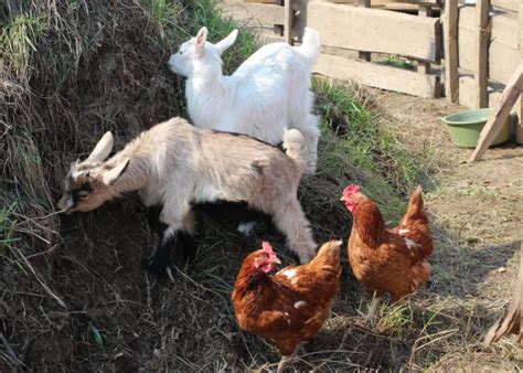 Can Goats and Chickens Live Together? - The Happy Chicken Coop