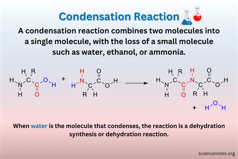 Condensation Reaction Definition and Examples