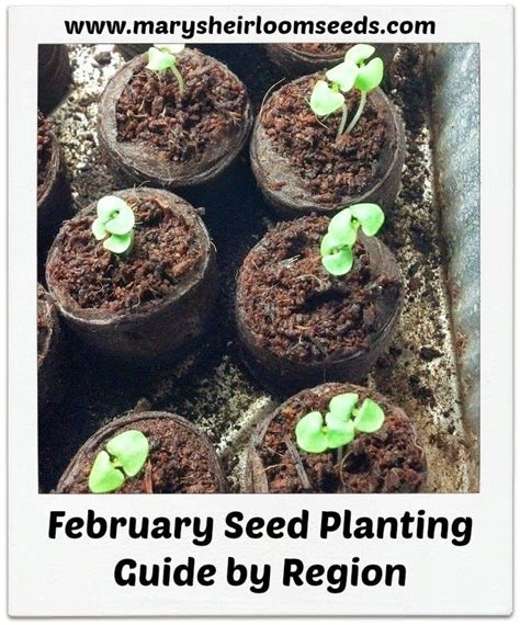 February Seed Planting Guide for the US by Region