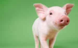 The Fascinating Future of Human-Pig Hybrids - Social News Daily